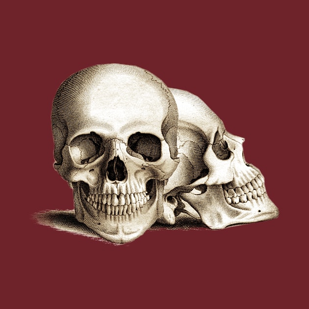 Two For Joy - Anatomical Drawing Of A Skull by The Blue Box