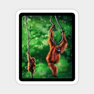 Orangutans Magnet