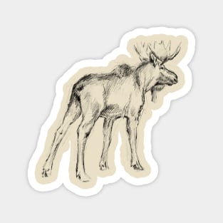 Bull Moose sketch Magnet