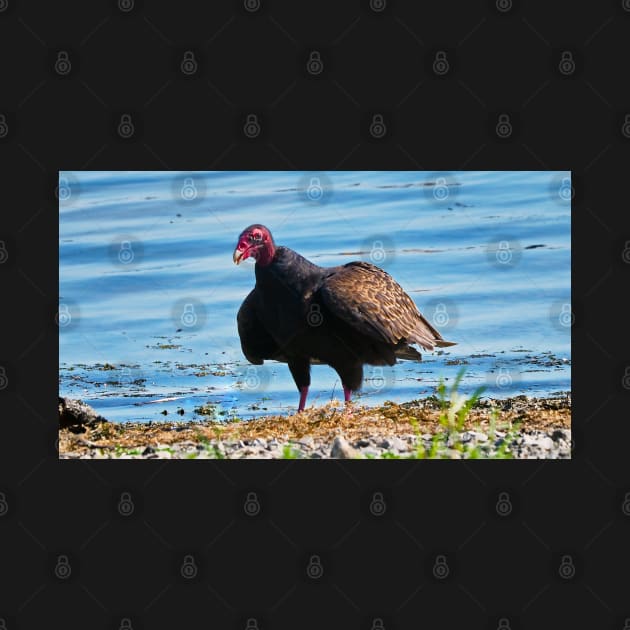 Turkey Vulture Staring A The Camera by BackyardBirder