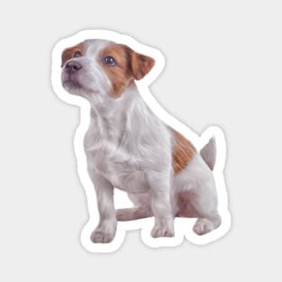 Jack Russell Terrier. Drawing Magnet