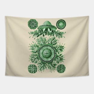 Ernst Haeckel Discomedusae Jellyfish Plate 28 Green Tapestry