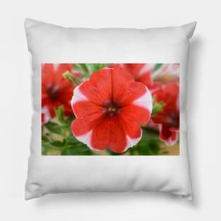 Petunia  &#39;Peppy Red&#39; Pillow