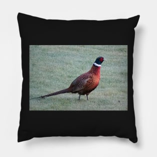 Pheasant in the dewy grass Pillow