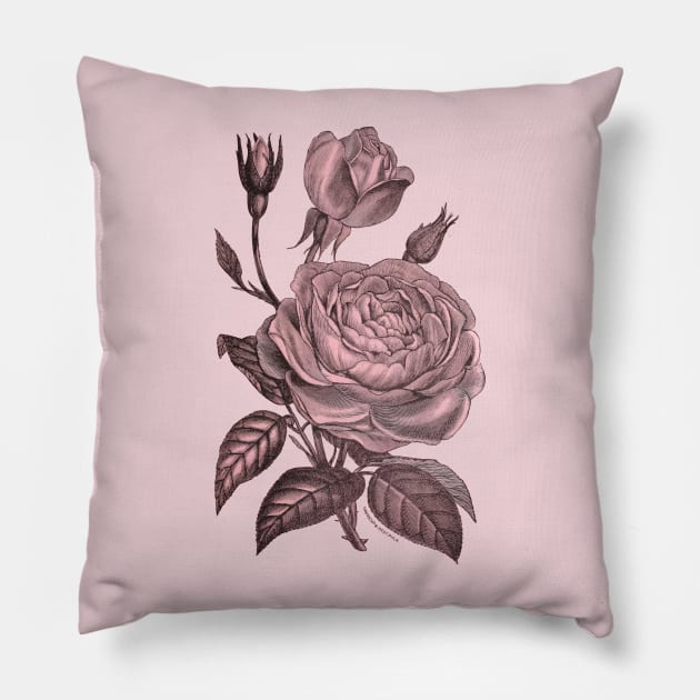 Pink Rose Flower Vintage Illustration Pillow by Biophilia