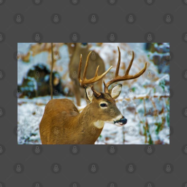 Male Deer in Snow by lauradyoung