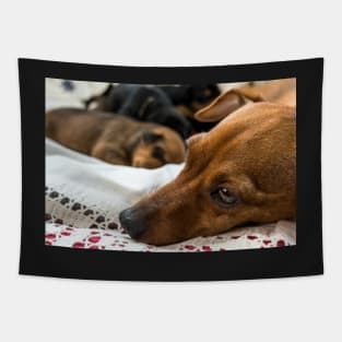 Red Miniature Pinscher mother with puppies. Tapestry