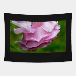 Fading Pink Rose Tapestry