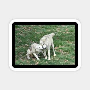 Wolves Magnet