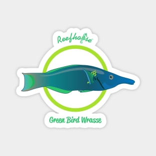 Green Bird Wrasse Magnet