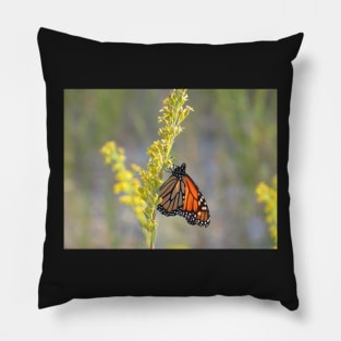 Monarch feeding on Goldenrod Pillow