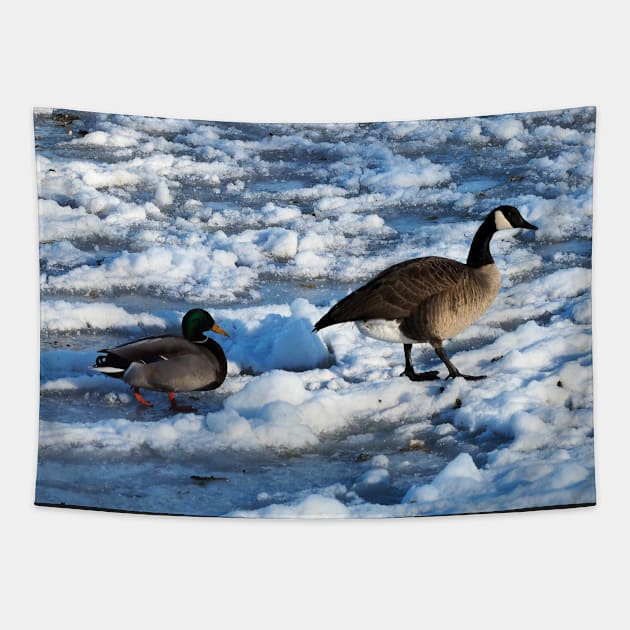 Green Mallard Duck and Canada Goose Walking On The Snow Tapestry by BackyardBirder