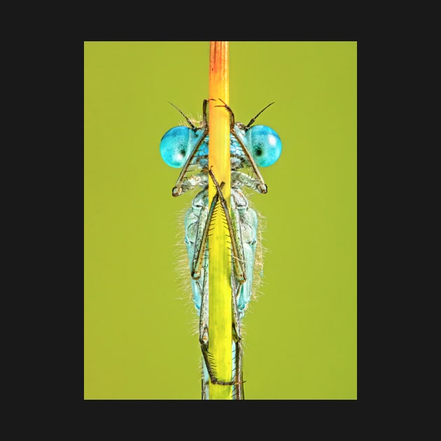 Common Blue Damselfly Close-up on Stalk by TonyNorth