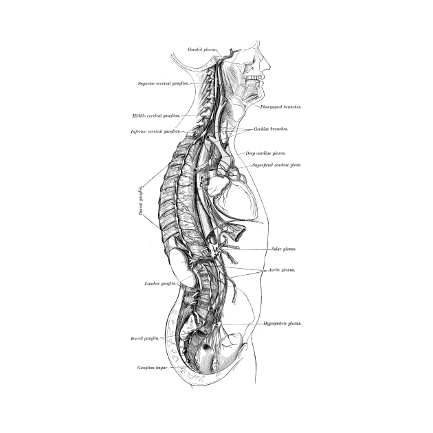 Human Body - Section by be yourself. design