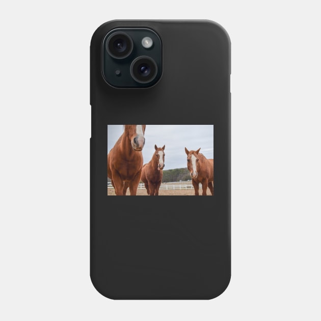 horses in pasture Phone Case by sarelitay