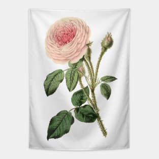 Pink Rose Flower Vintage Botanical Illustration Tapestry