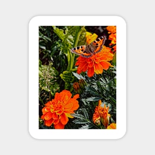 The Small Tortoiseshell Butterfly on a Marigold Magnet