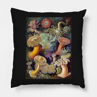 Vintage Art 1904 Haeckel Sea Anemones Flowers of the Sea Pillow