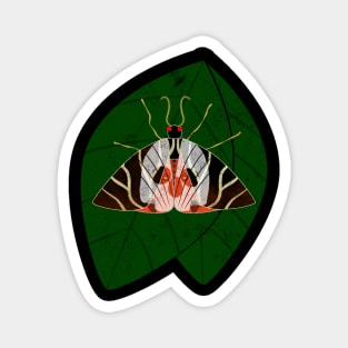 Mothman- Jersey Tiger Moth Magnet