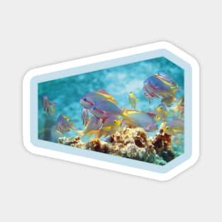 Anthias | Colorful bustle in coral reef | Magnet