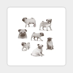 Pug Collection Magnet