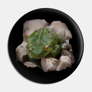 small green frog on pebbles Pin