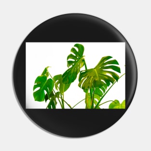 Monstera  green leaves and stems in casual fashion selective soft on white pot isolated on white background. Pin