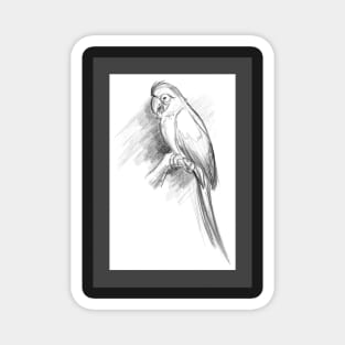 Ruby the Macaw Sketch Magnet