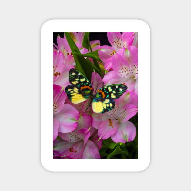 Rainbow Butterfly On Alstromeria Flowers Magnet by photogarry