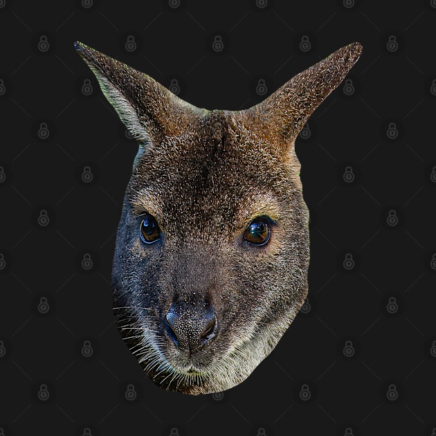 Red Necked Wallaby by dalyndigaital2@gmail.com