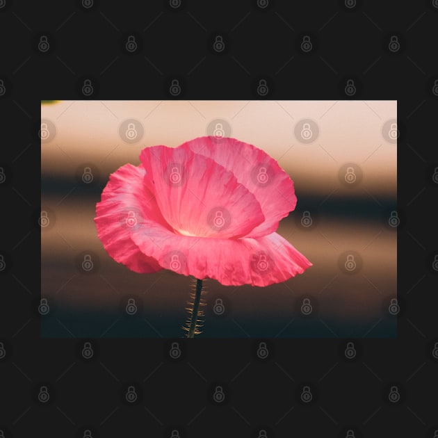 Poppy by light by SandiLin