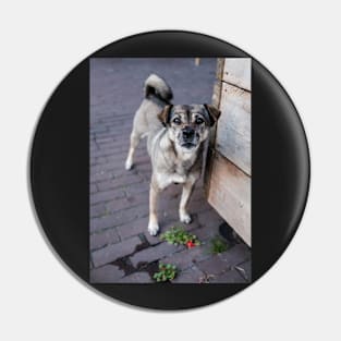 Dutch Dog Pin