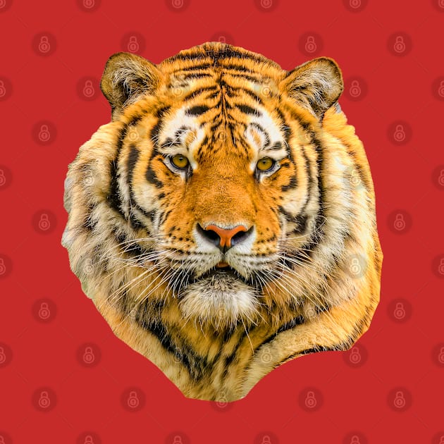 Siberian Tiger by dalyndigaital2@gmail.com