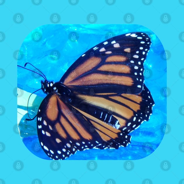 Beautiful Nature Monarch Butterfly by HutzcraftDesigns