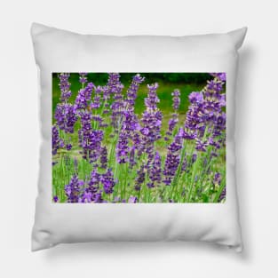 Lavender in the Garden Pillow