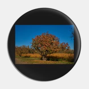 Gnarled fruit tree Pin