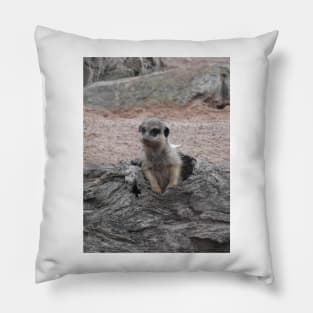 Meerkat Pillow