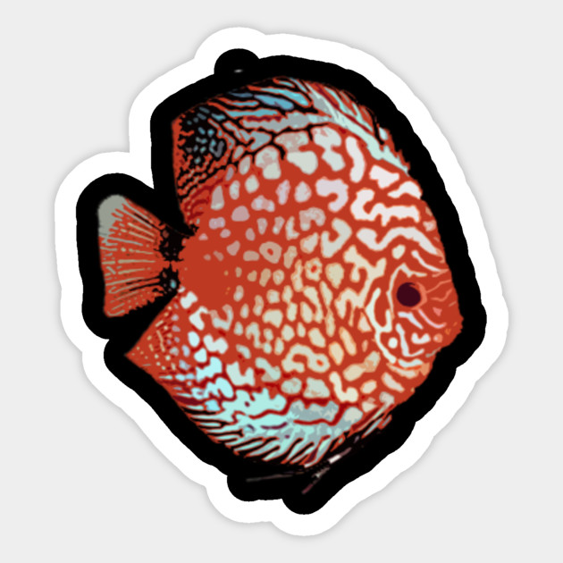 8500 Aquarium Design For Discus Fish Terbaik