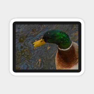 Mallard Drake Magnet