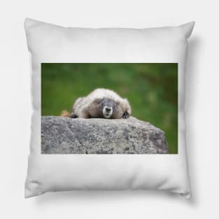 Marmot resting on a rock in Mount Rainier National Park Pillow