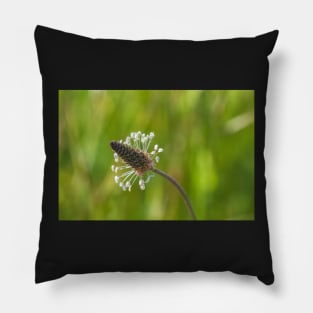 Plantago Pillow