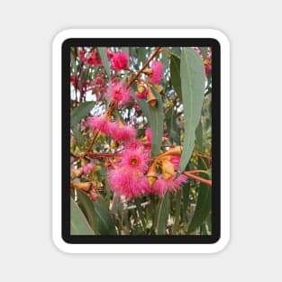 Flowering Gum Tree Magnet