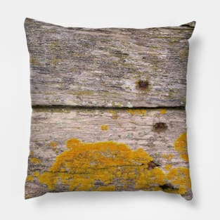 Golden Lichen on weathered wood Pillow