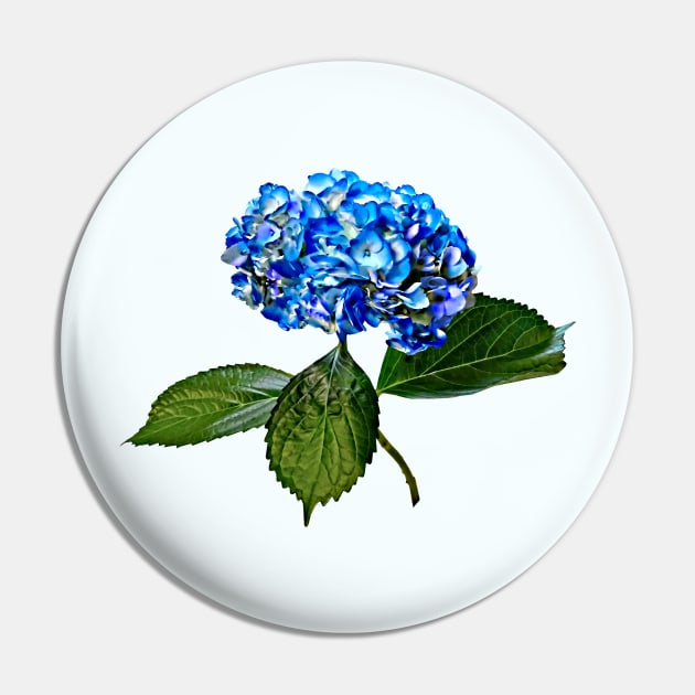 Blue Hydrangea With Leaves Pin by SusanSavad
