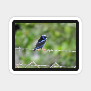 Red Legged Honeycreeper in Sunlight Magnet