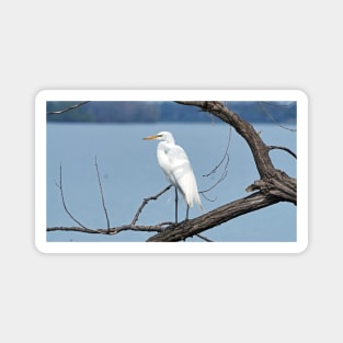 Great Egret / Great White Heron Sitting On a Tree Branch Magnet