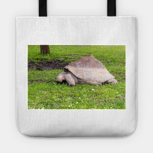 Giant tortoise eating grass Tote