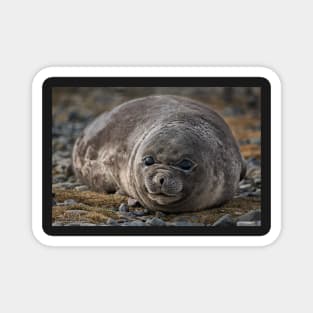 Young Elephant Seal Magnet