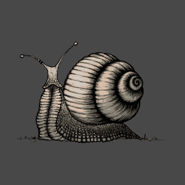 Snail by mangulica