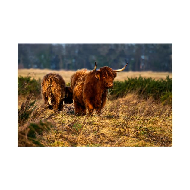 Highland cow and her calf by Violaman